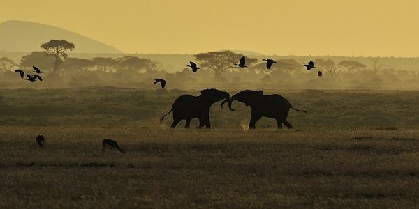 Zwei Elefanten in der Savanne