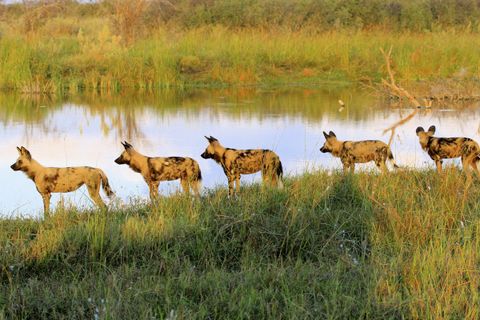Wild Dogs Wildhunde Botswana Afrika Safari