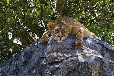 Tansania Serengeti Safari Löwen Familie