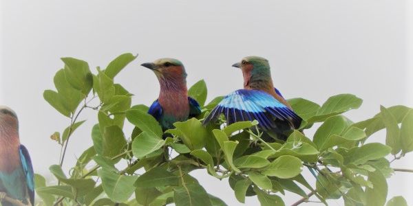 Vogelbeobachtung Botswana