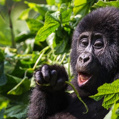 Höhepunkte Ugandas erleben - Schimpansen - Destination Afrika