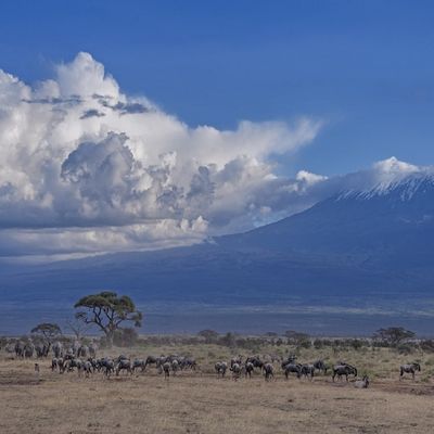 Tansania Safari Amboseli Nationalpark | Destination Afrika