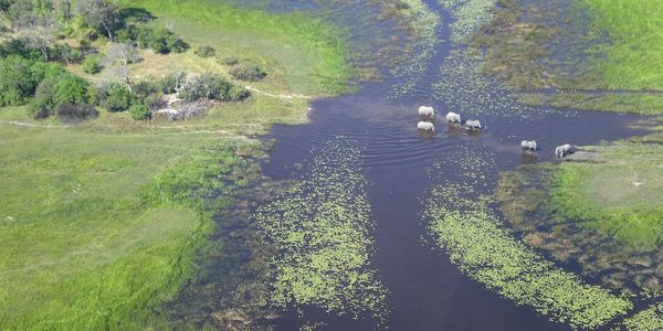 Botswana Natur Okavango Delta