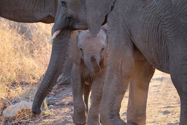 Garden Route intensiv Elefanten | Destination Afrika