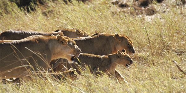 Tansania Löwen Serengeti
