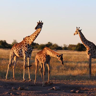 Familienreisen Safari Afrika Rundreise Erleben