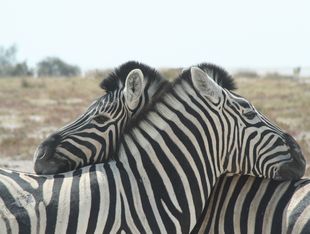 Krüger Nationalpark | Zebras sehen | Destination Afrika