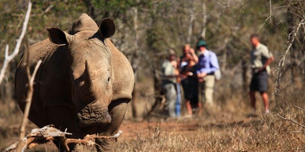 Nashorn Rhino Tracking Simbabwe Matopos Safari Kultur