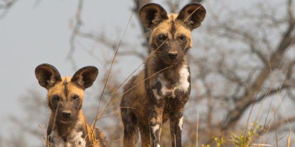 zwei Wildhunde Botswana Safari Busch Afrika