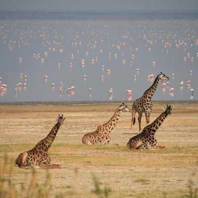 Tansania Safari Lake Manyara Nationalpark Giraffen | Destination Afrika