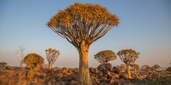Mann vor einem Baum Köcherbaum Namibia Afrika