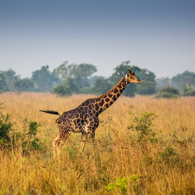 Höhepunkte Ugandas erleben - Giraffen in freier Wildbahn - Destination Afrika
