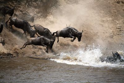 Tansania Afrika Migration Gnus Serengeti Safari