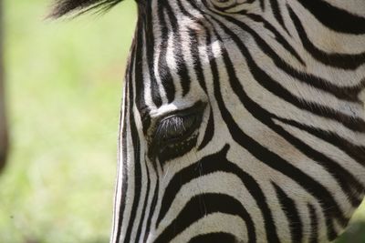 Zebra Streifen
