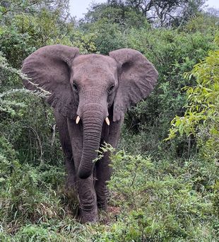 Krüger Nationalpark | Elefanten in freier Natur | Destination Afrika
