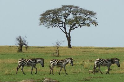 Zebras Green Season