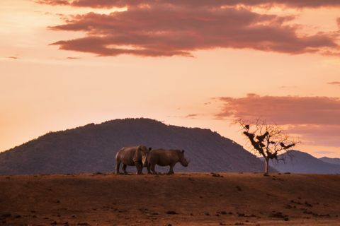 Nashorn Rhino Sonnenuntergang Simbabwe Matopos