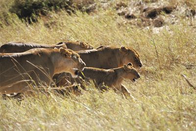Tansania Serengeti Safari Löwen Familie
