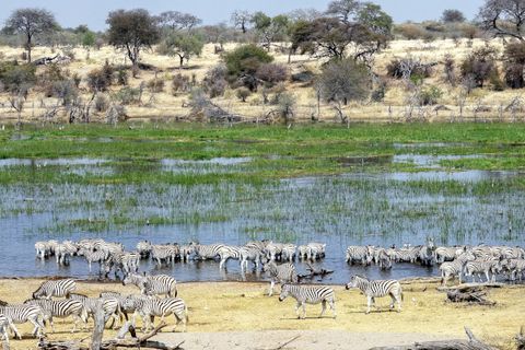Botswana Zebra Migration Wanderung