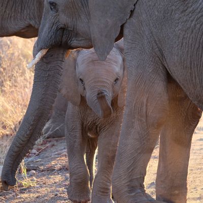 Garden Route intensiv Elefanten | Destination Afrika