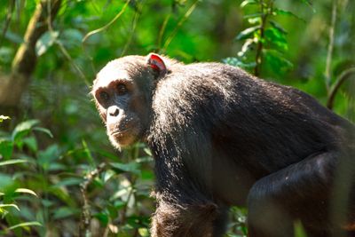 Schimpanse Uganda Kibale Primaten Bwindi