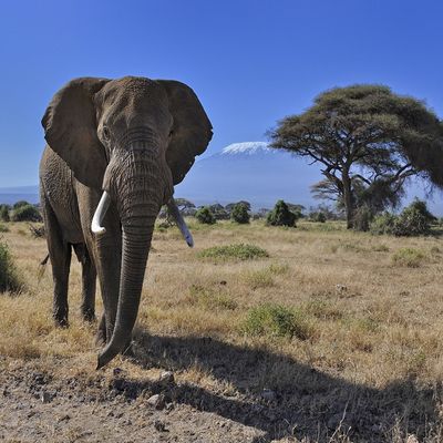 Tansania Safari Amboseli Elefanten | Destination Afrika