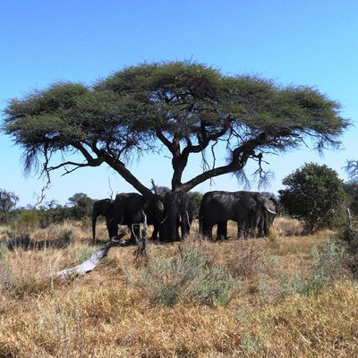 Fly-In Botswana Urlaub | Baum | Destination Afrika