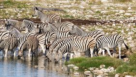 Reisebericht Familie H. -M. - Zebras in Etosha - Destination Afrika
